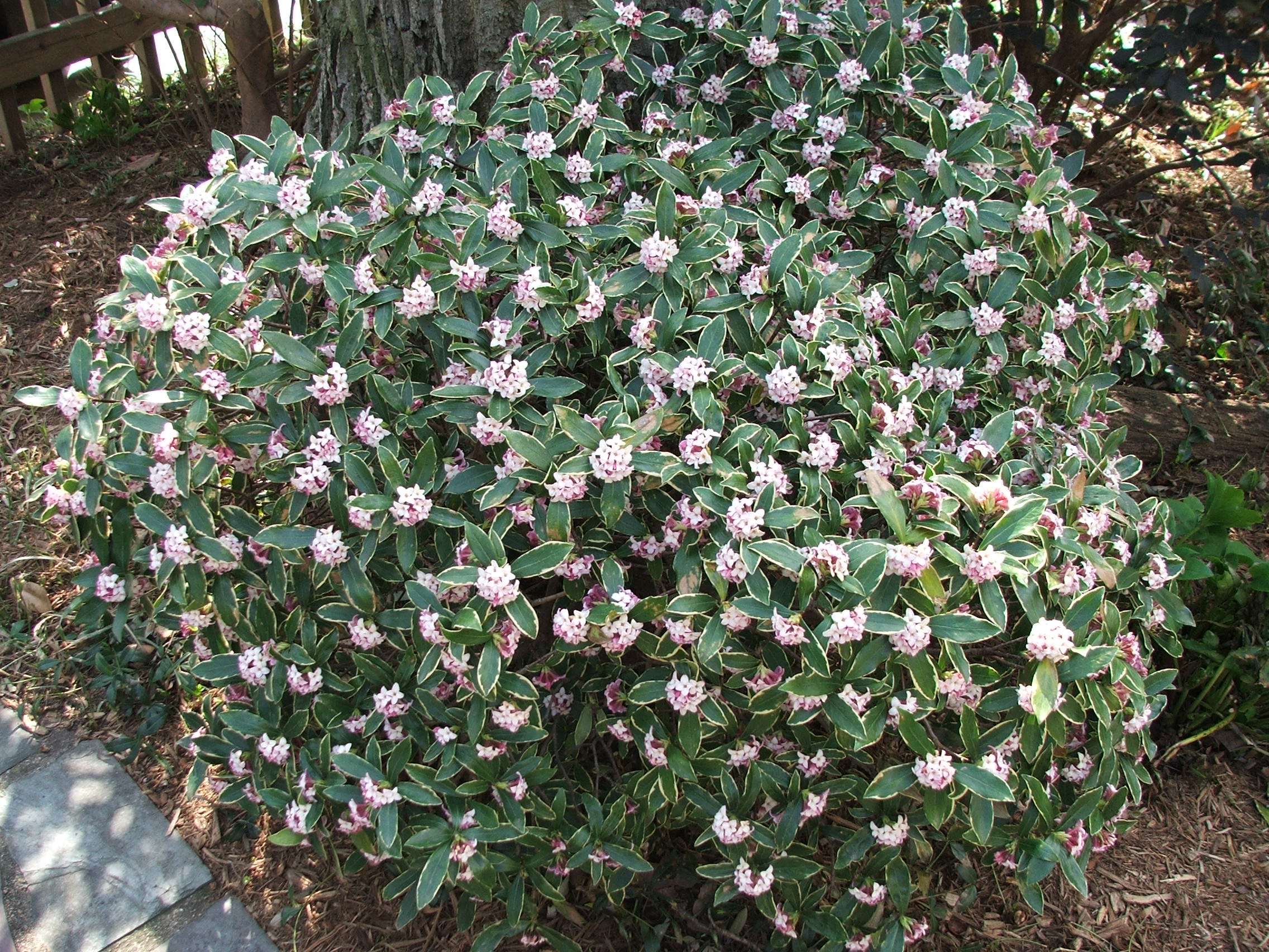 Leatherleaf Mahonia