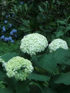 61011-063 A view from the back patio. That's Annabelle Hydrangea in the foreground and Nikko Blue Hydrangea in the background.