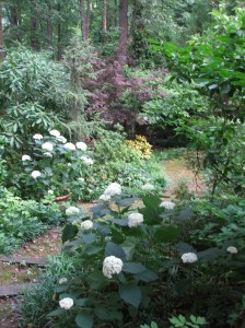 61011-069 A view through the woodland garden.