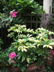 lexigrad61311-122 I love this combo...Variegated Arboricola and pink Ivy Geraniums.
