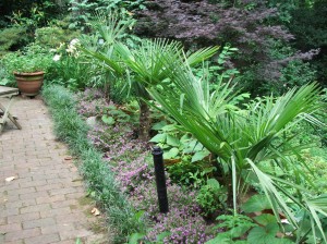 lexigrad61311-124 Back patio bed with Windmill Palms and Mexican Heather