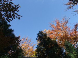 fallcolor201111411-018