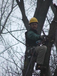 treework12312-004 Arborist in the top of the Chestnut Oak