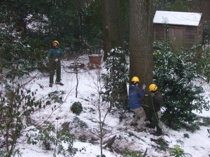 treework12312-0061 Preparing to climb...