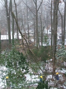 treework12312-007 Big Chestnut Oak branch coming down...