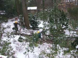 treework12312-009 ...and on the ground, ready to cut up.