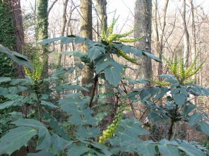 winterwoodlandcottage1512-0011 Mahonia bealei