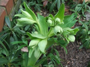 winterwoodlandcottage1512-002 Helleborus foetidus, the Stinking Hellebore