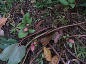 winterwoodlandcottage1512-005 Helleborus argustifolius, the Corsican Hellebore