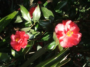 woodlandcottage31712-001 Camellia japonica