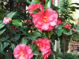 woodlandcottage31712-003