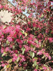 woodlandcottage31712-004 Loropetalum chinense 'Zhuzhou'