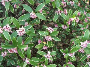 woodlandcottage31712-0051 Variegated Daphne