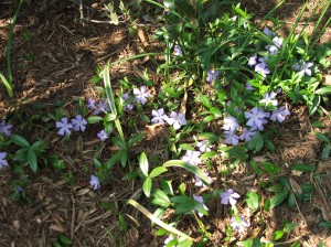 woodlandcottage31712-007 Vinca minor