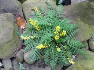 woodlandcottage31712-008 Corydalis
