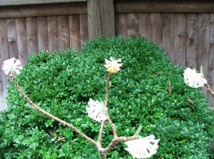 woodlandcottage31712-009 Edgeworthia papyrifera (against an English Boxwood)