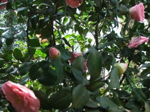 woodlandcottage31712-011 A beloved, late-blooming pink Camellia japonica