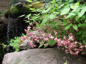 woodlandcottagesprbloom4312-002 Epimedium rubrum next to the waterfall