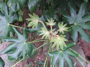 woodlandcottagesprbloom4312-004 I love the new growth on Fatsia japonica. I have several.