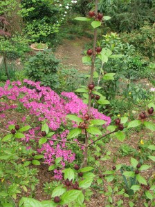 woodlandcottagesprbloom4312-006 Calycanthus floridus, foreground