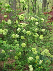 woodlandcottagesprbloom4312-018 Chinese Snowball, Viburnum macrocephalum, just coming into bloom.