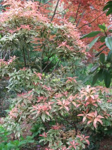 woodlandcottagesprbloom4312-030 Wow! Variegated Pieris, foreground, with Japanese Bloodgood Maple in the background.