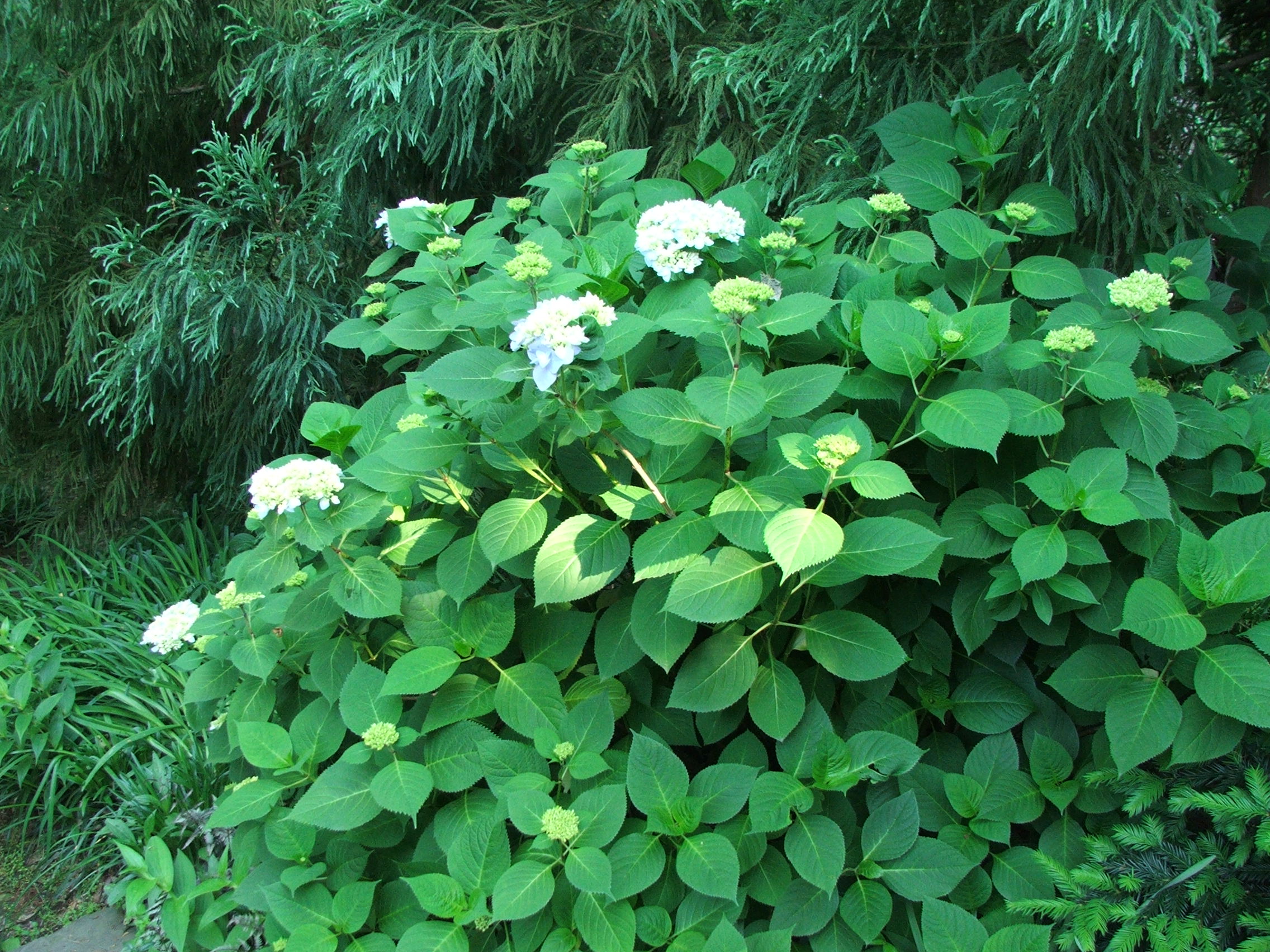 Hydrangea In Pots