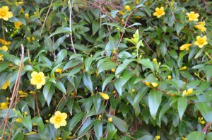 009 Carolina Jessamine around our front porch