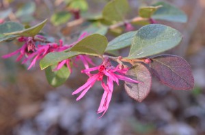 011 Loropetalum beginning to bloom in our front yard