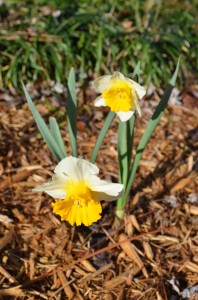 012 Cheerful Daffodils in the bright sunlight
