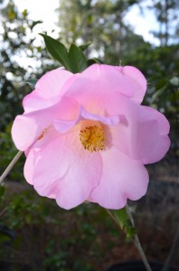 013 Camellia 'Taylor's Perfection'