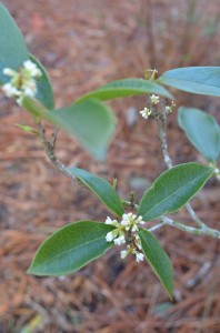 014 Carrying over from Winter, Tea Olives powerfully fill the garden with a deep, sweet fragrance