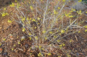 016 Forsythia...