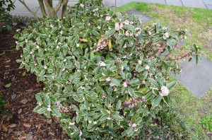 033 Variegated Winter Daphne