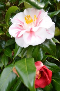 103 Camellias...