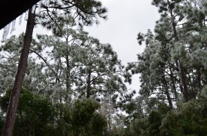 Ice storm, Wilmington, NC, early February, 2014