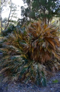 Winter damage on Sago Palm, Savannah, GA, February, 2014