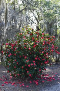 Camellia japonica, Savannah, GA, February, 2014