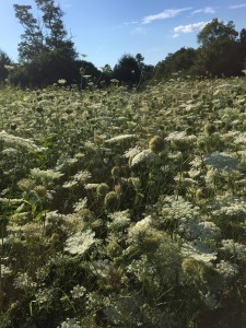 A field of Queen Anne's Lace at Blandy Farm, The State Arboretum of Virginia, August 2015. Photo by Catherine Giovannoni.