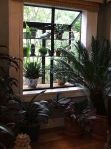 Houseplants.10.21.10 064